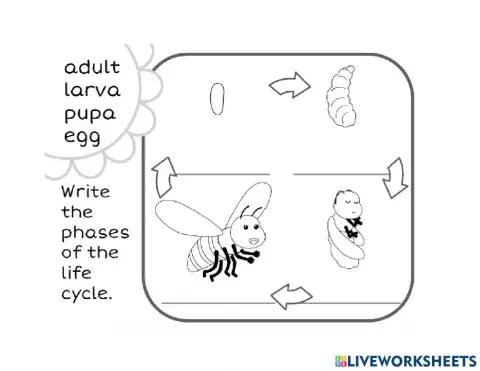 Bee life cycle