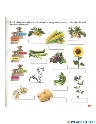 Názvy rostlin na poli