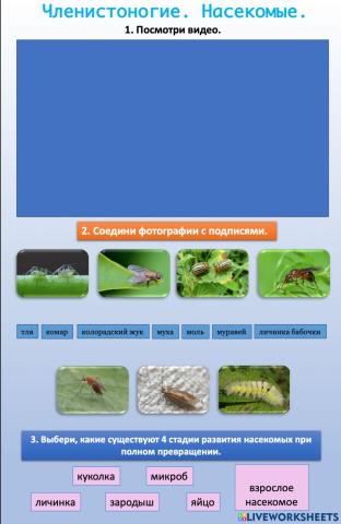 Окружающий мир. Членистоногие. Насекомые