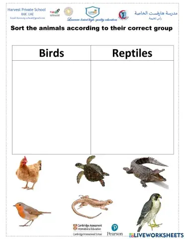 Birds & Reptiles sorting
