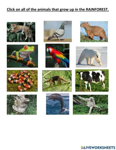 Click on the animals that grow up in the rainforest
