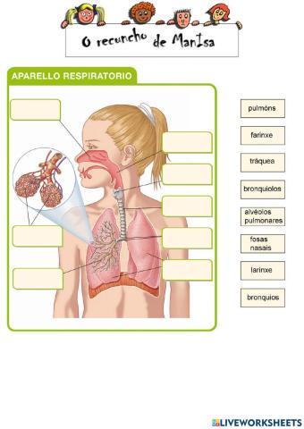 Aparello respiratorio 1