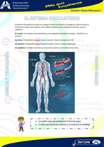 Sistema circulatorio