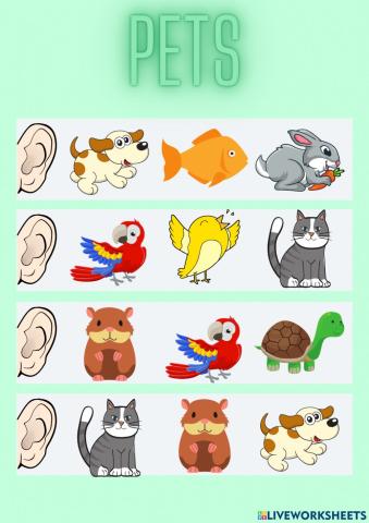 Pets