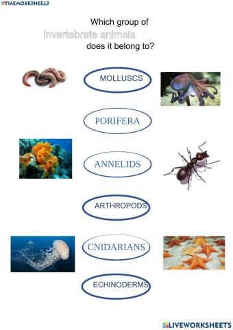 Invertebrates