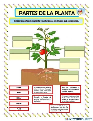 Evaluacion de la planta