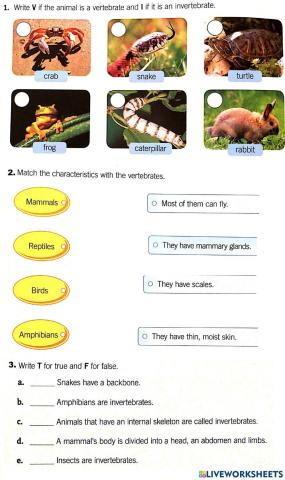 Vertebrates and Invertebrates