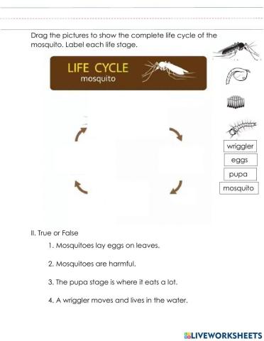 Life cycle of a mosquito