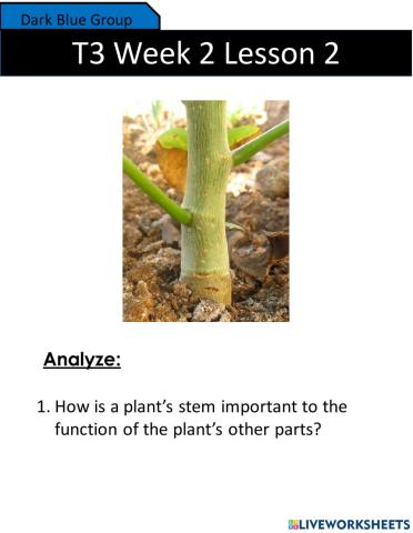 Analyze: Internal Structures of a Wild Rose