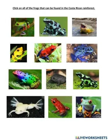 Costa rica frogs