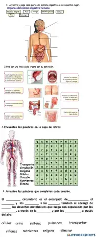 Sistema digestivo y circulatorio
