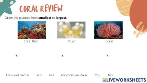 Coral Review S