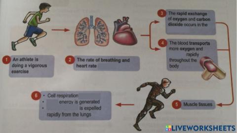 Regulation Of Oxygen and Carbon Dioxide content in the body during vigorous exercise