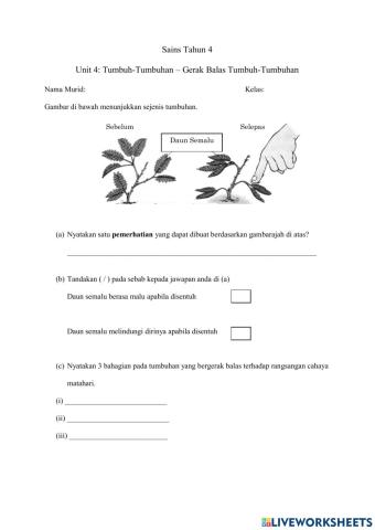 Gerak balas Tumbuhan Sains Tahun 4