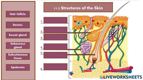 Structure of Skin (drag and drop)
