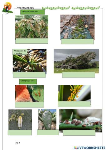 Daños climáticos y plagas