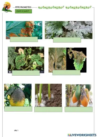 Hongos y plagas-aliados del jardín