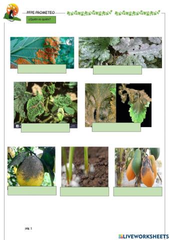 Hongos y plagas-aliados del jardín