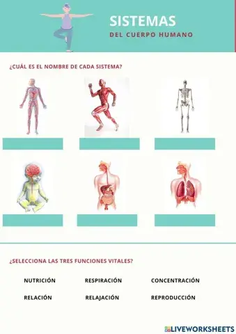 Sistemas del cuerpo humano