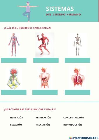 Sistemas del cuerpo humano