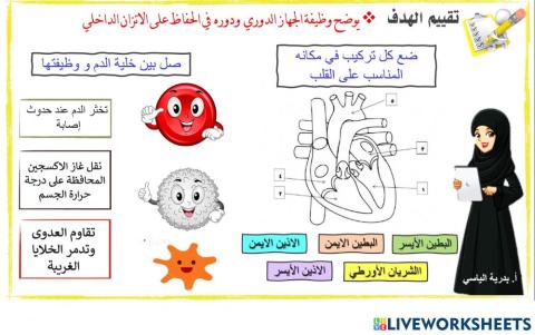 الجهاز الدوري