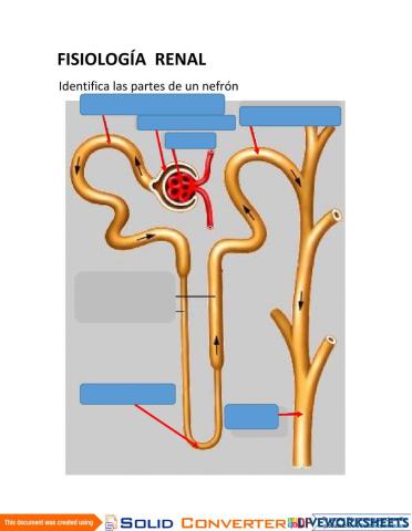 Partes de la nefrona
