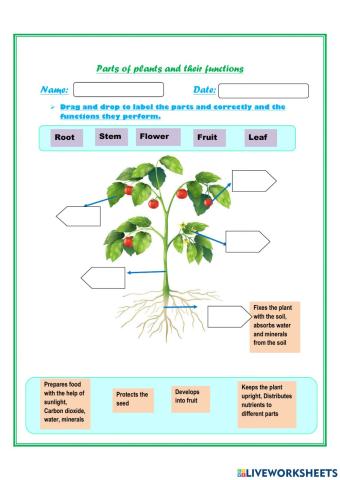 Parts of plants and their functions