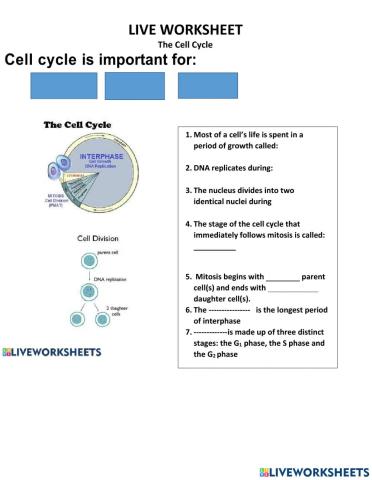 Cell cycle