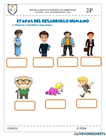 Etapas del desarrollo humano