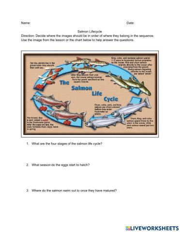 Salmon Lifecycle