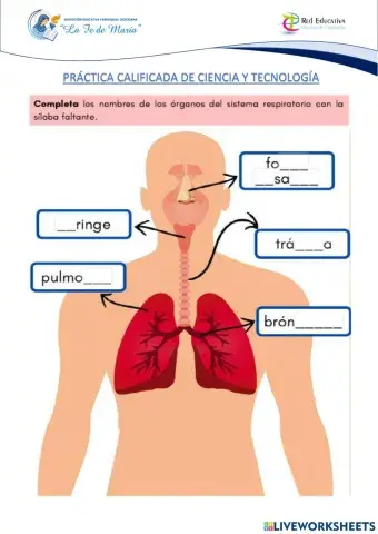 Sistema respiratorio y digestivo