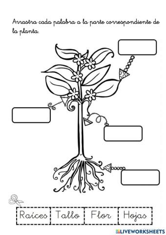 Partes de la planta