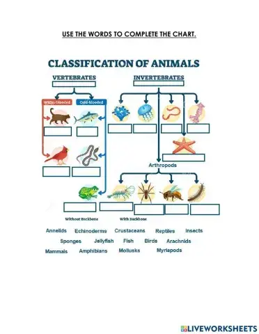 Classification of animals