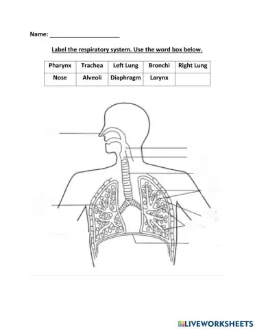 Label the Respiratory System