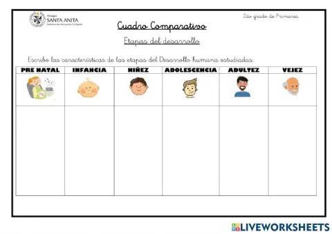 Etapas del desarrollo