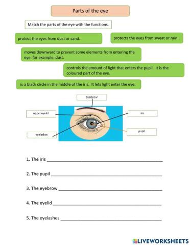 Function of parts of the eye
