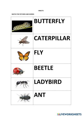 Insects