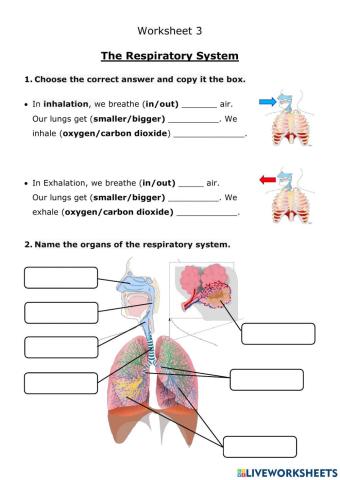 Respiratory System