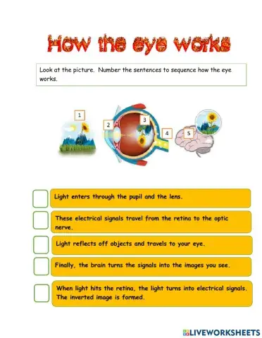 How the eye works