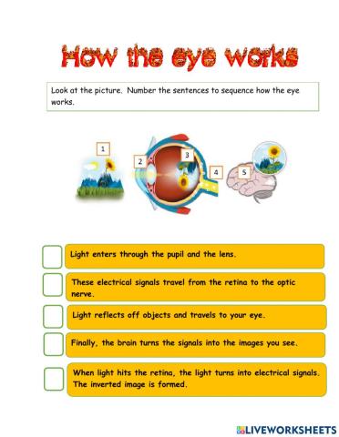 How the eye works