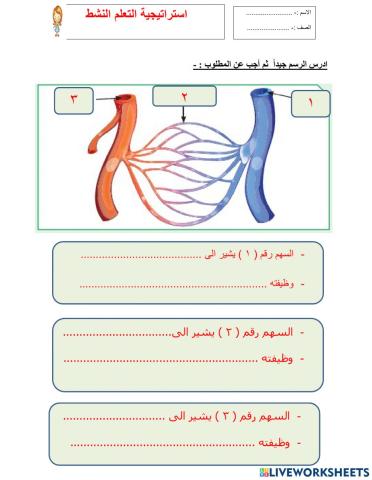الجهاز الدوري