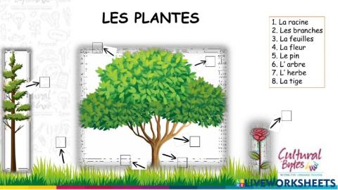 Plantes