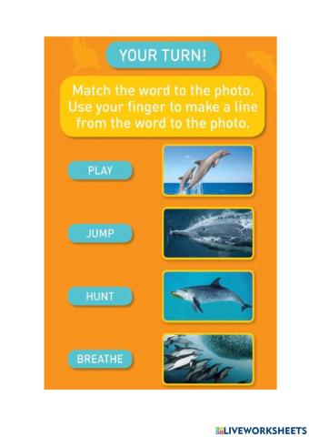 Dolphin