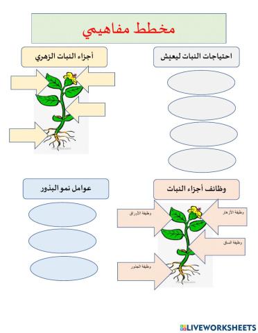 مخطط مفاهيمي - علوم - النبات