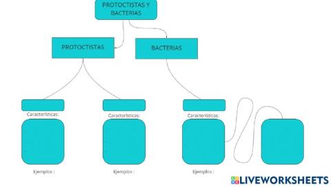 Protoctistas y bacterias