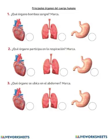 Órganos importantes del cuerpo humano