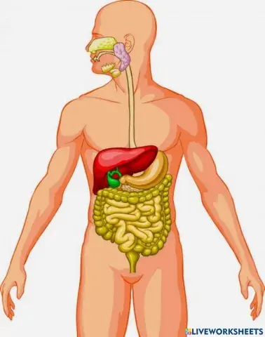 El sistema digestivo