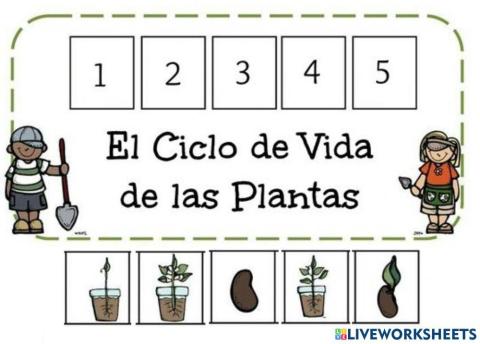 Etapas de crecimiento de una planta
