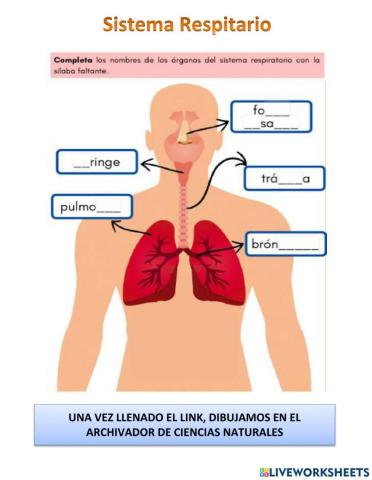 Sistema respiratorio