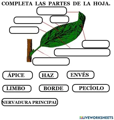 Partes de la hoja.